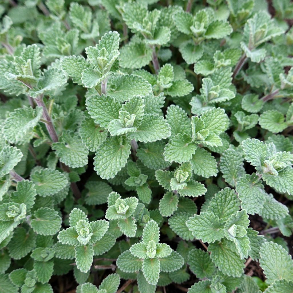 Nepeta faassenii - Catnip