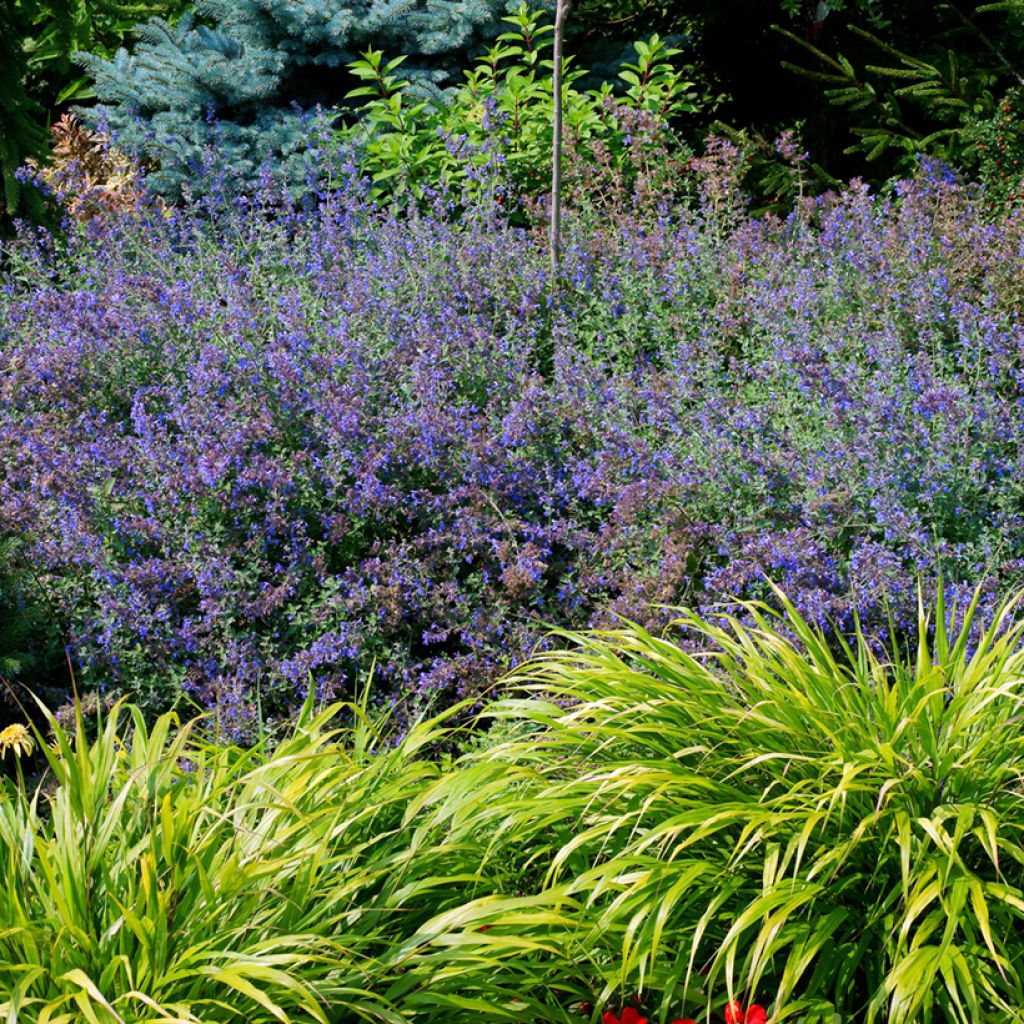 Nepeta faassenii - Catnip