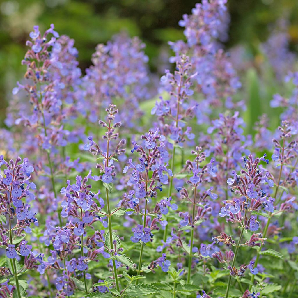 Nepeta faassenii - Catnip