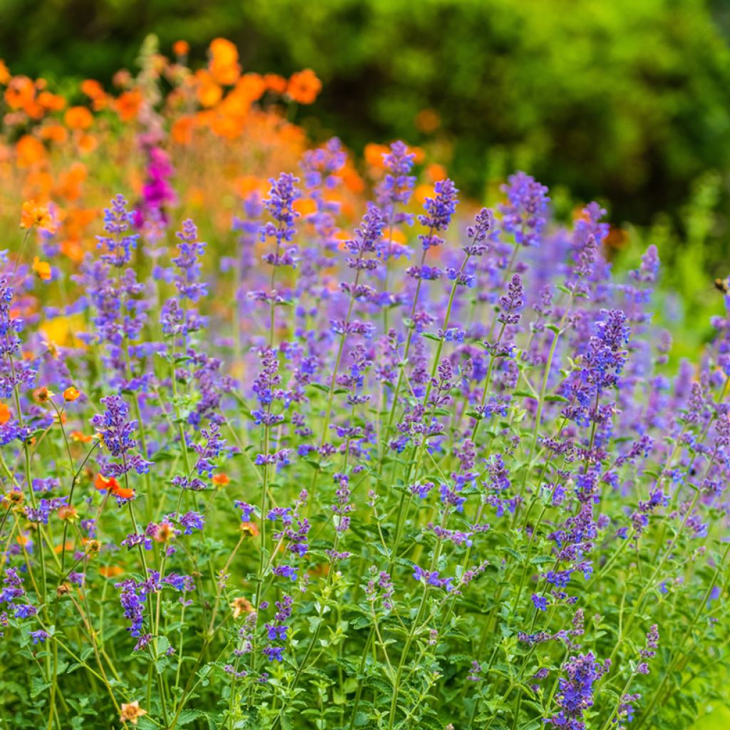 Nepeta faassenii Six Hills Giant - Catnip