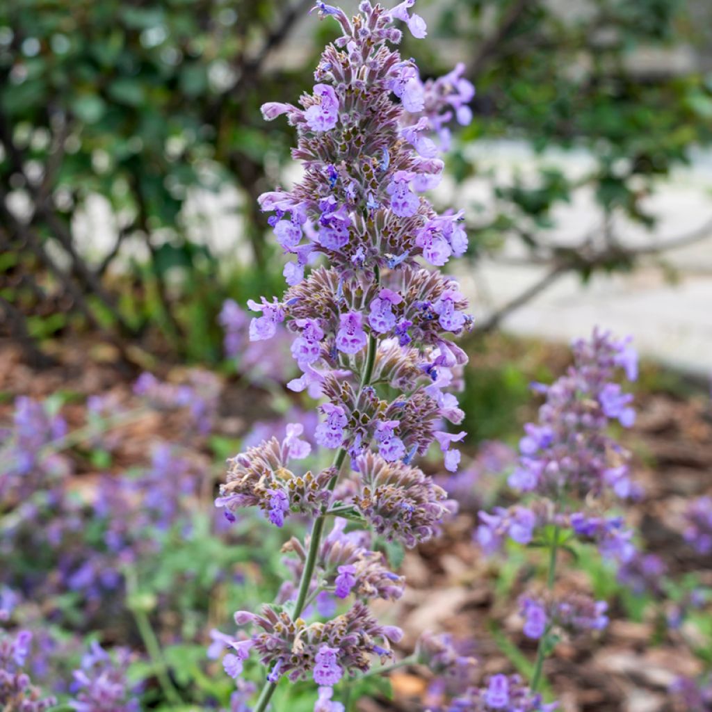 Nepeta faassenii Six Hills Giant - Catnip