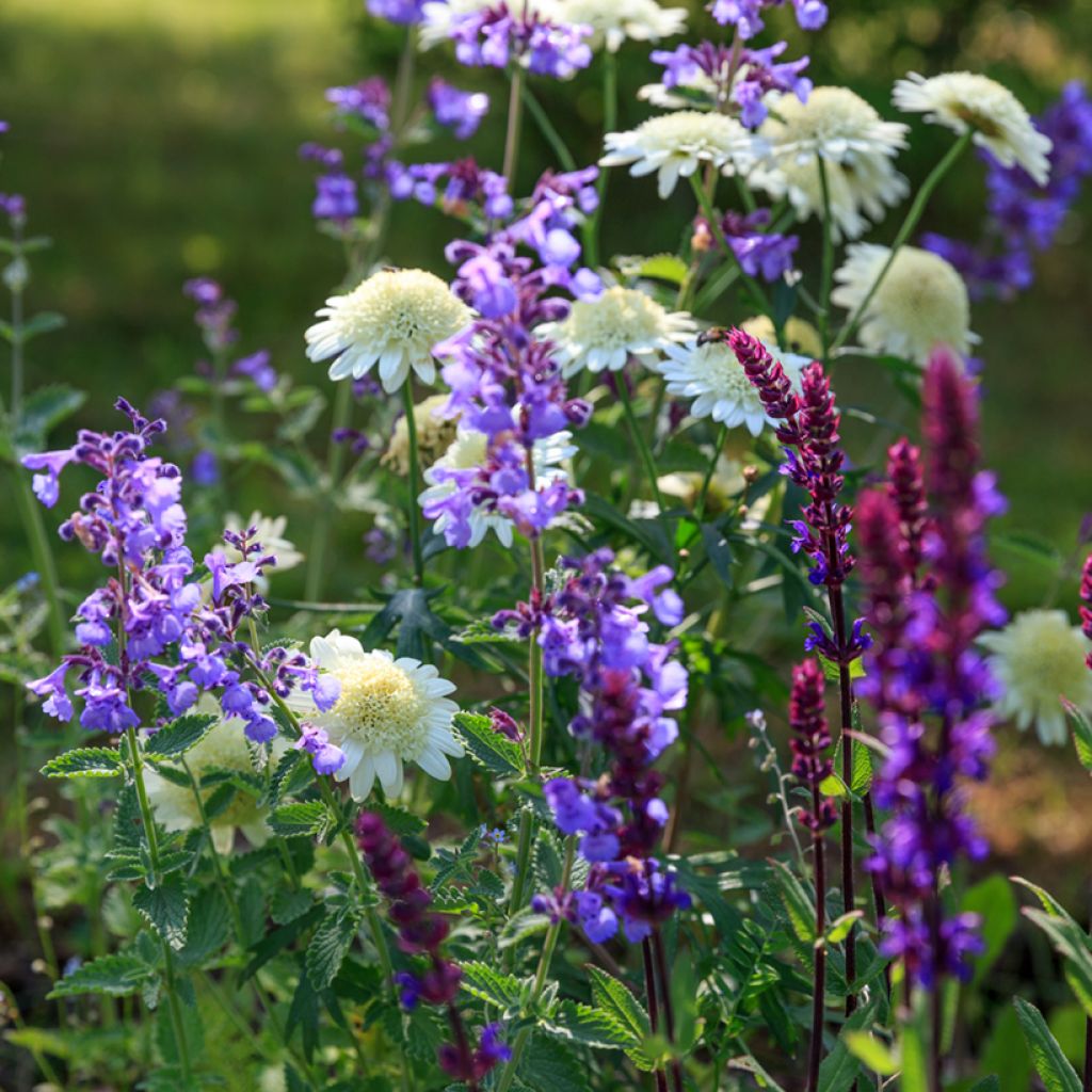 Nepeta faassenii Six Hills Giant - Catnip