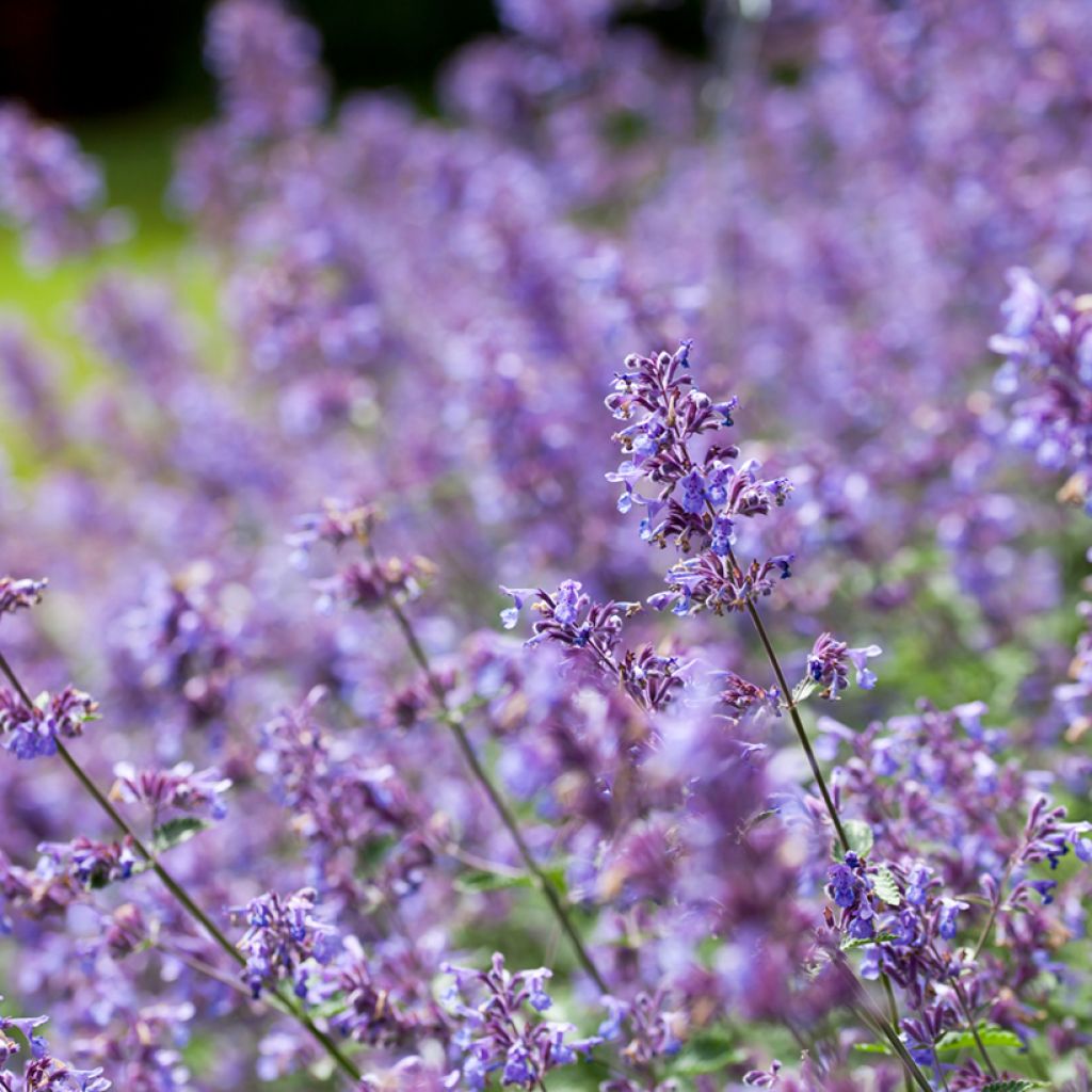 Nepeta faassenii Six Hills Giant - Catnip