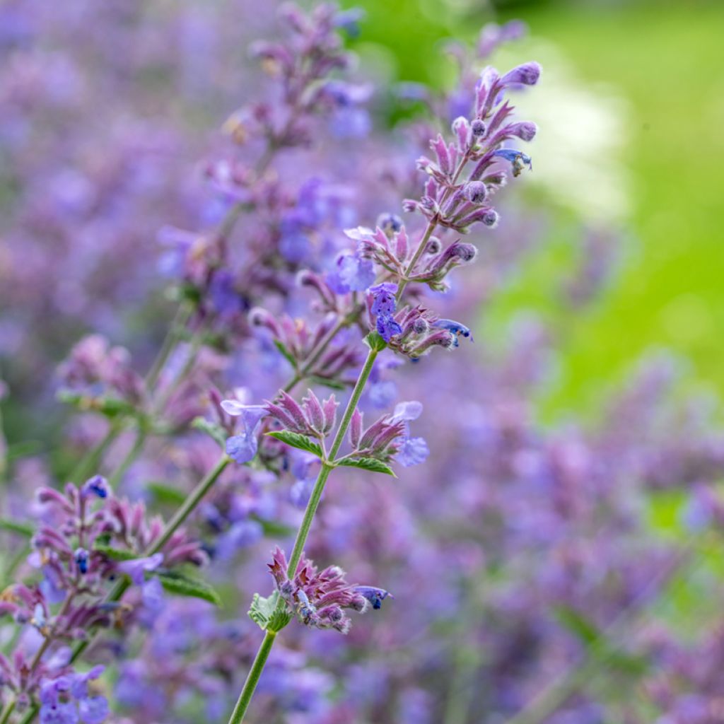 Nepeta faassenii Walkers Low - Catnip