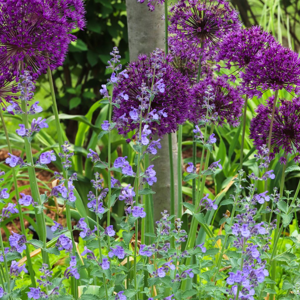 Nepeta faassenii Walkers Low - Catnip