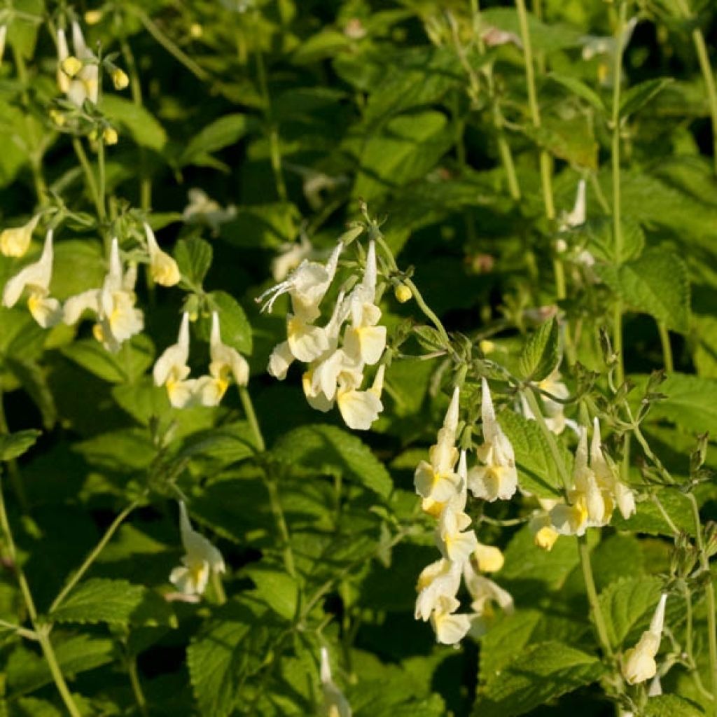 Nepeta govaniana