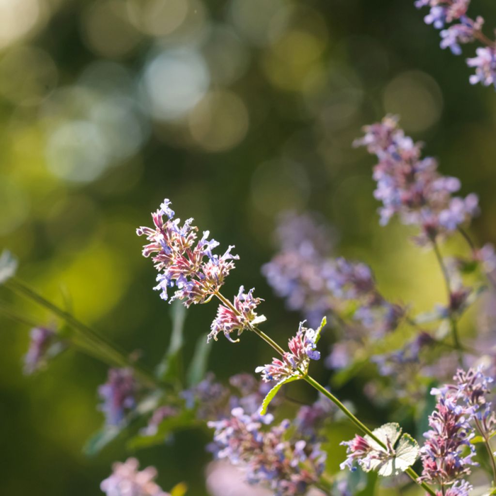 Nepeta grandiflora Bramdean - Catnip