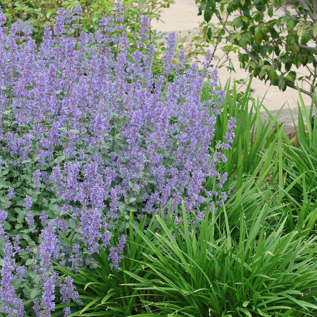 Nepeta grandiflora Summer Magic - Catnip