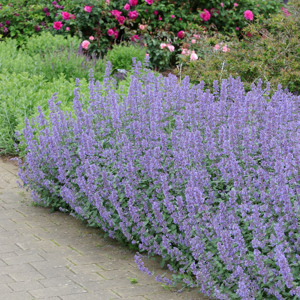 Nepeta grandiflora Summer Magic - Catnip