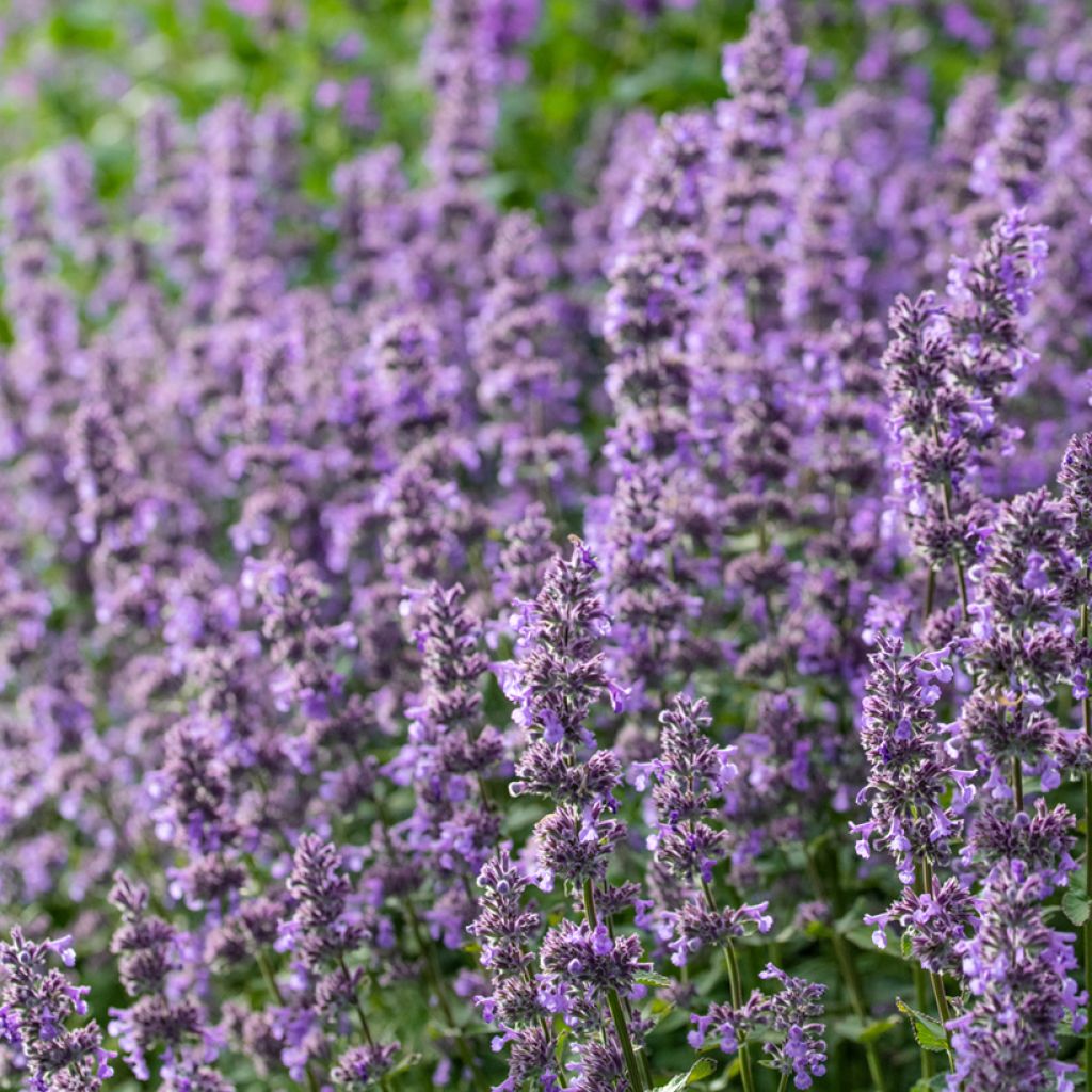 Nepeta grandiflora Summer Magic - Catnip