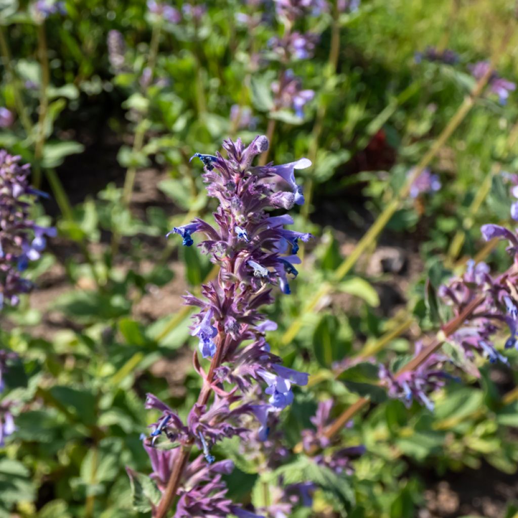 Nepeta grandiflora Zinsers Giant - Catnip