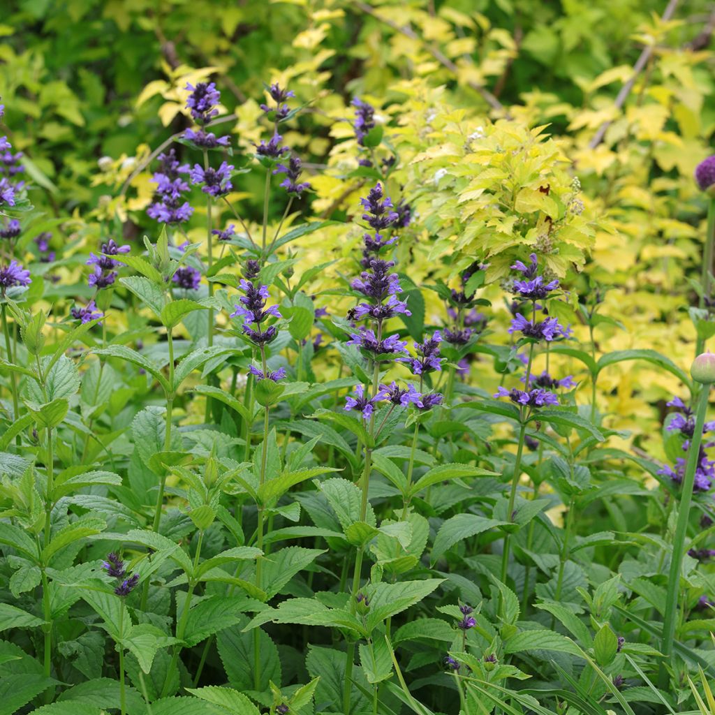 Nepeta kubanica - Catnip