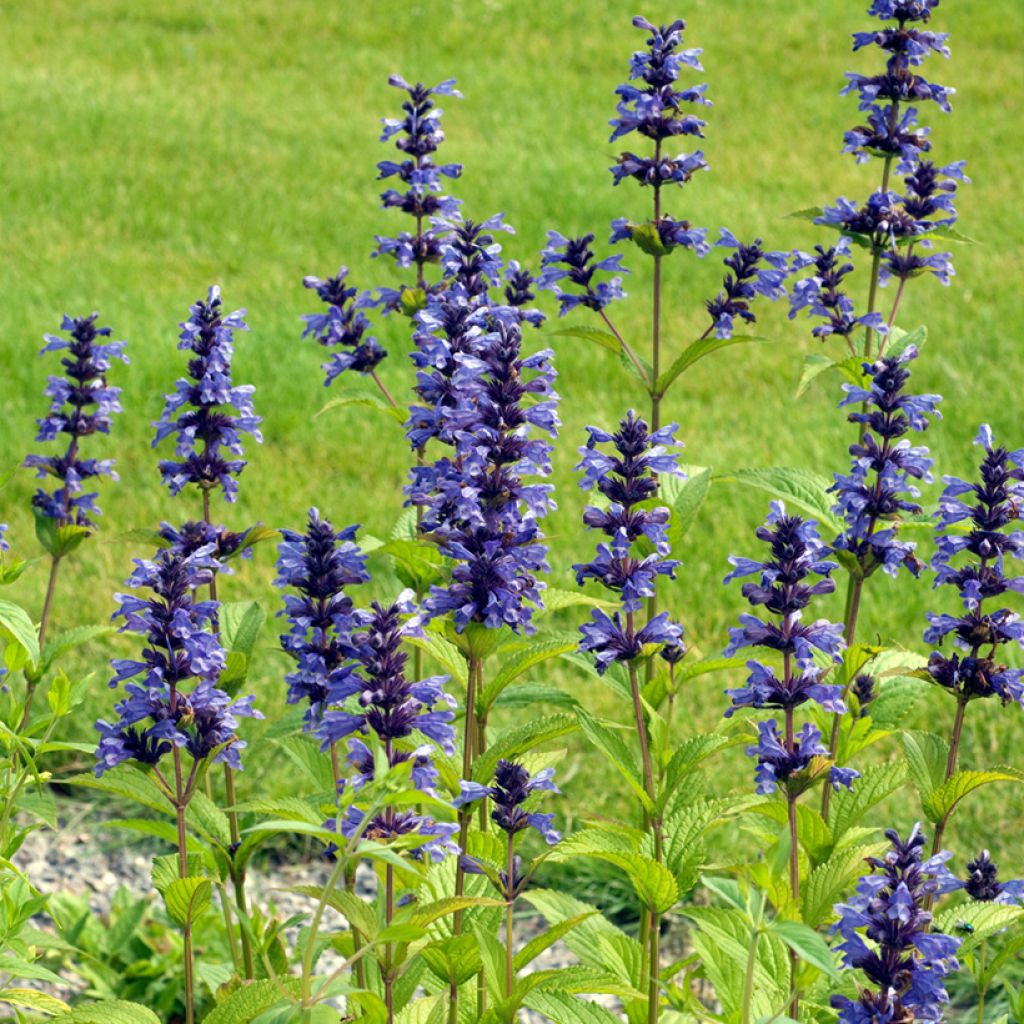 Nepeta kubanica - Catnip