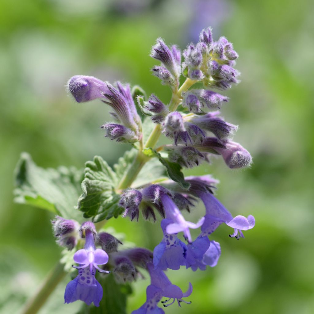 Nepeta manchuriensis Manchu Blue - Catnip