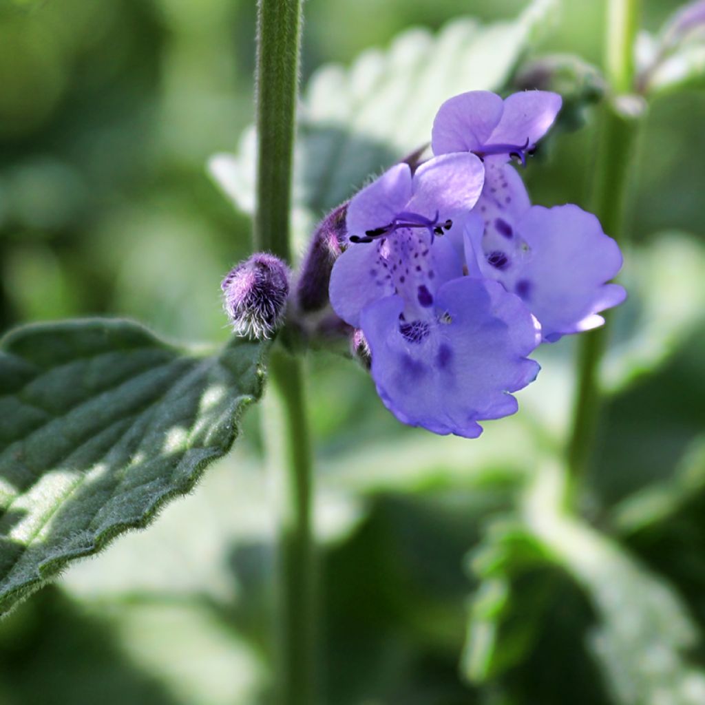 Nepeta mussini - Catnip