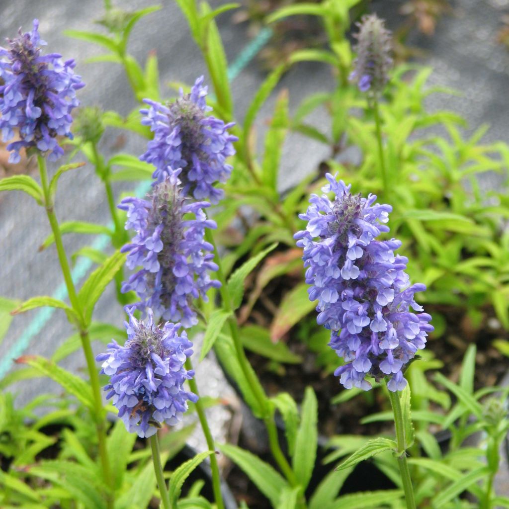 Nepeta nervosa - Chataire nervurée