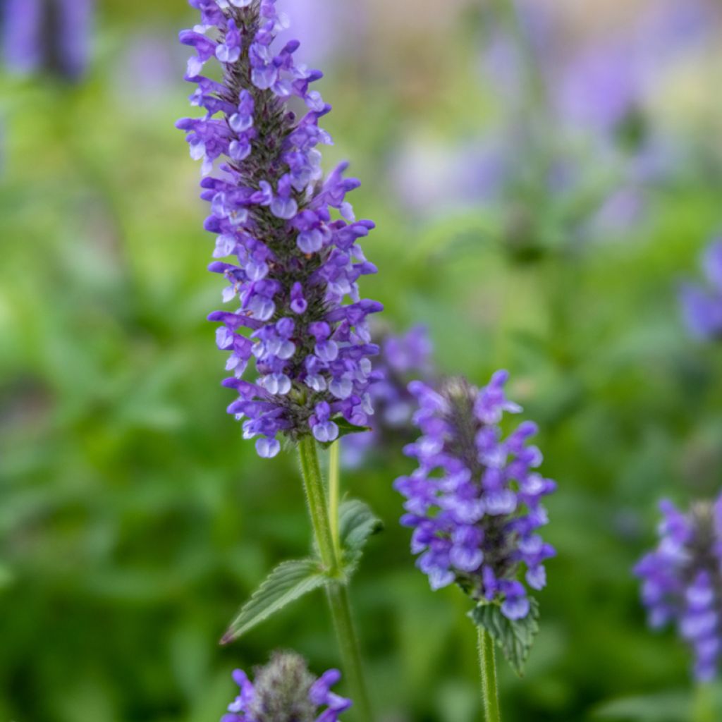 Nepeta nervosa - Catnip