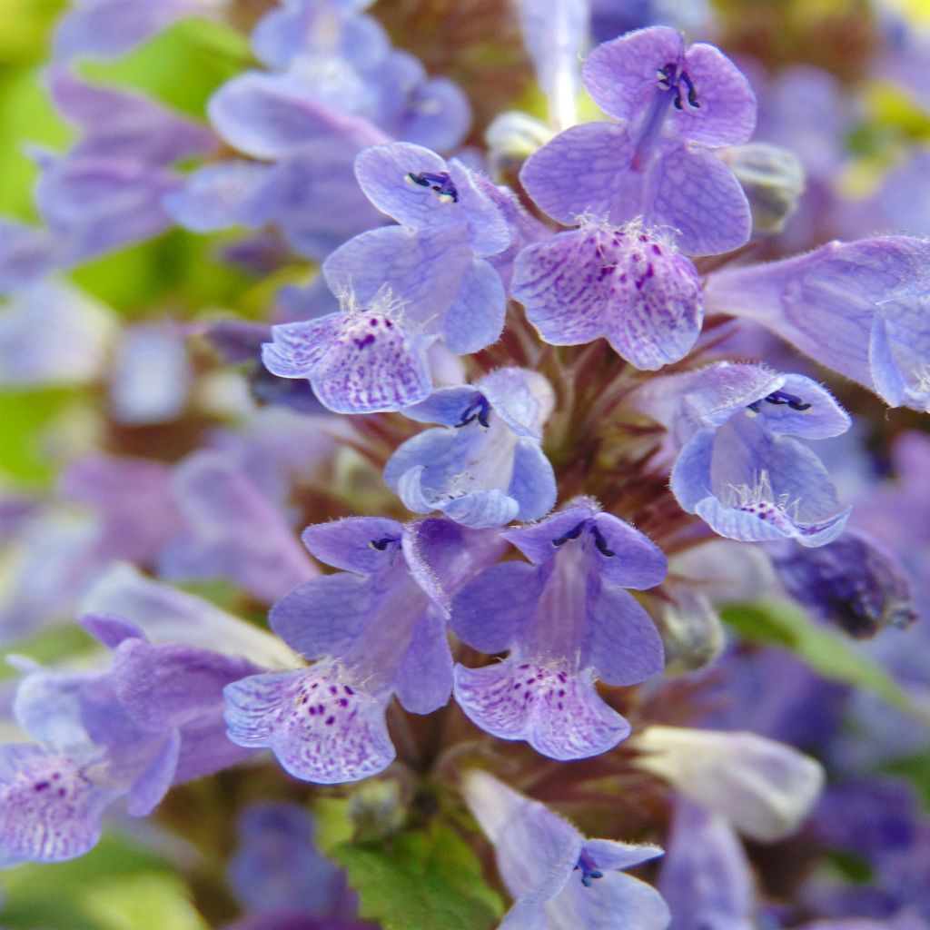 Nepeta nervosa Neptune - Chataire nervurée