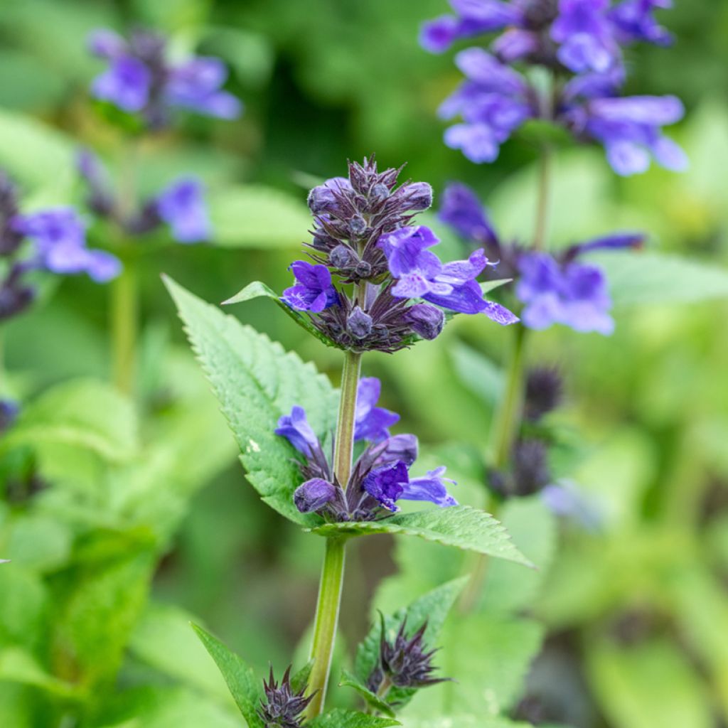 Nepeta Neptune - Catnip