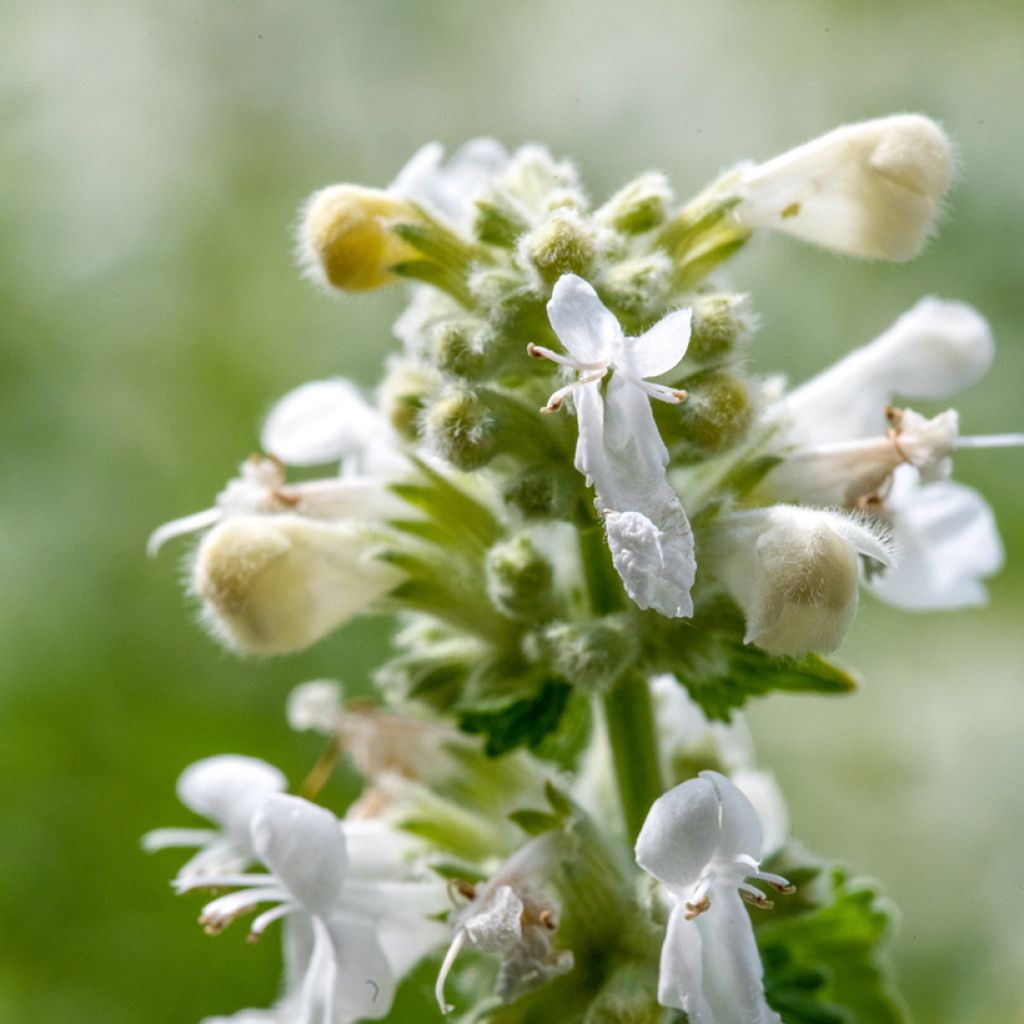 Nepeta racemosa Snowflake - Catnip