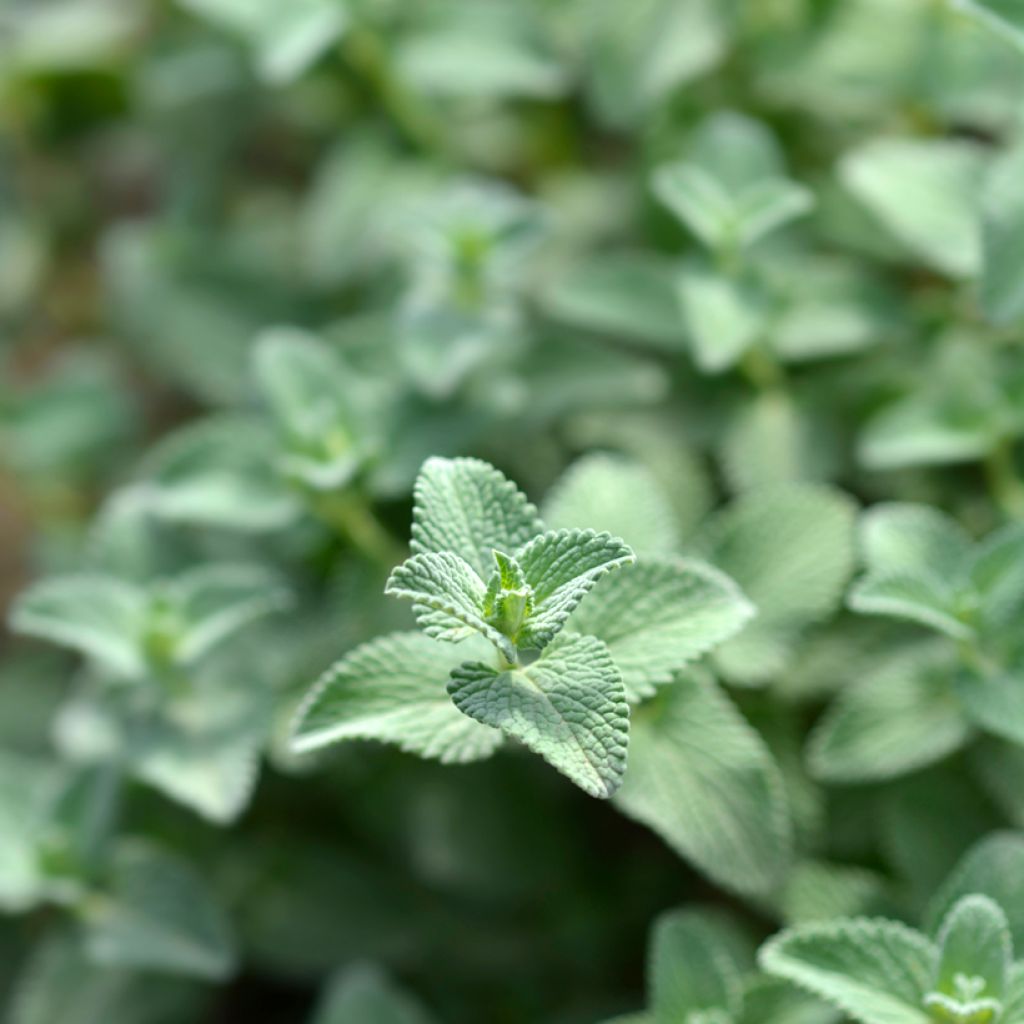 Nepeta racemosa Snowflake - Catnip