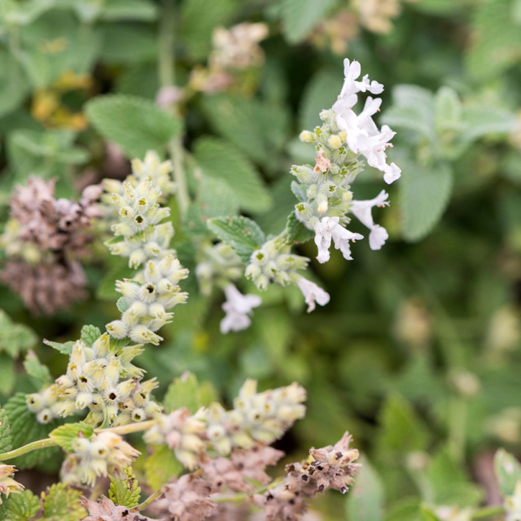 Nepeta racemosa Snowflake - Catnip