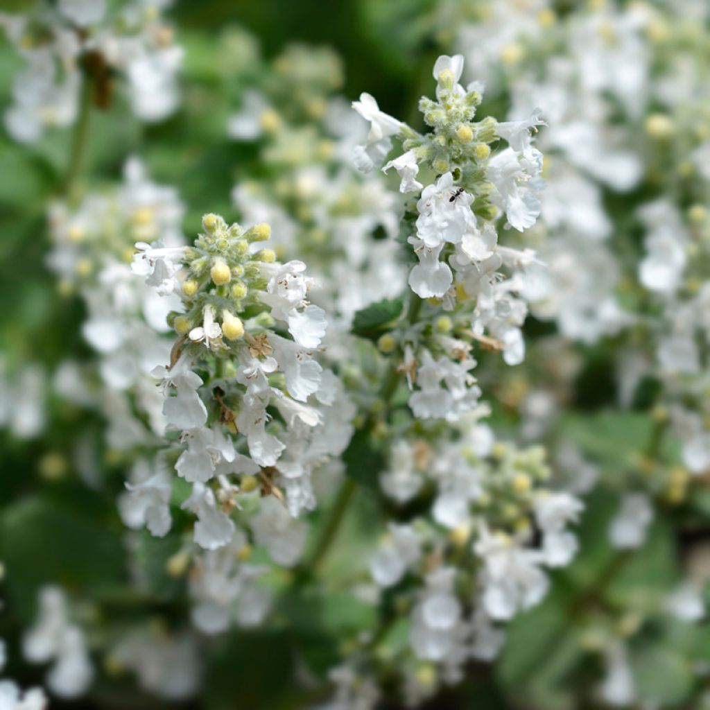 Nepeta racemosa Snowflake - Catnip