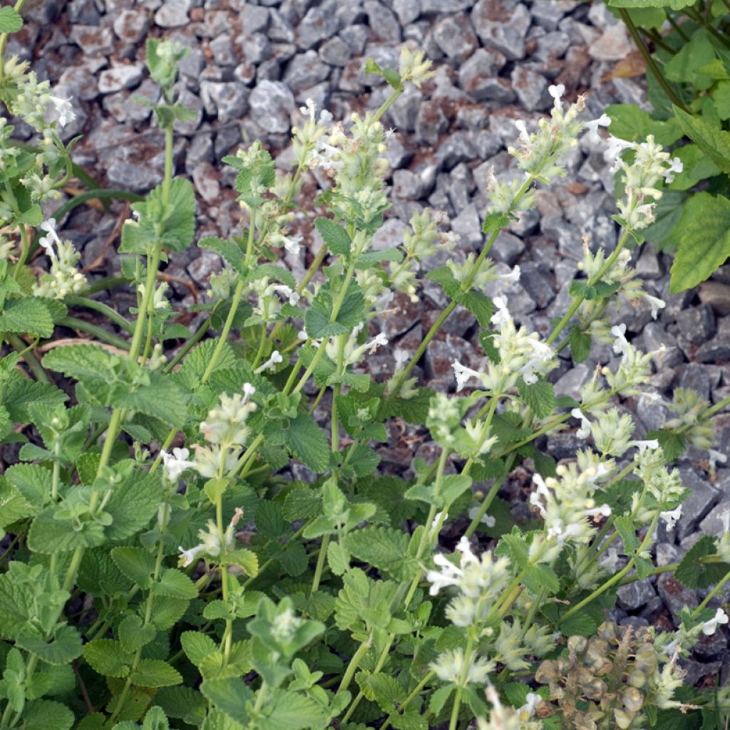 Nepeta racemosa Snowflake - Catnip