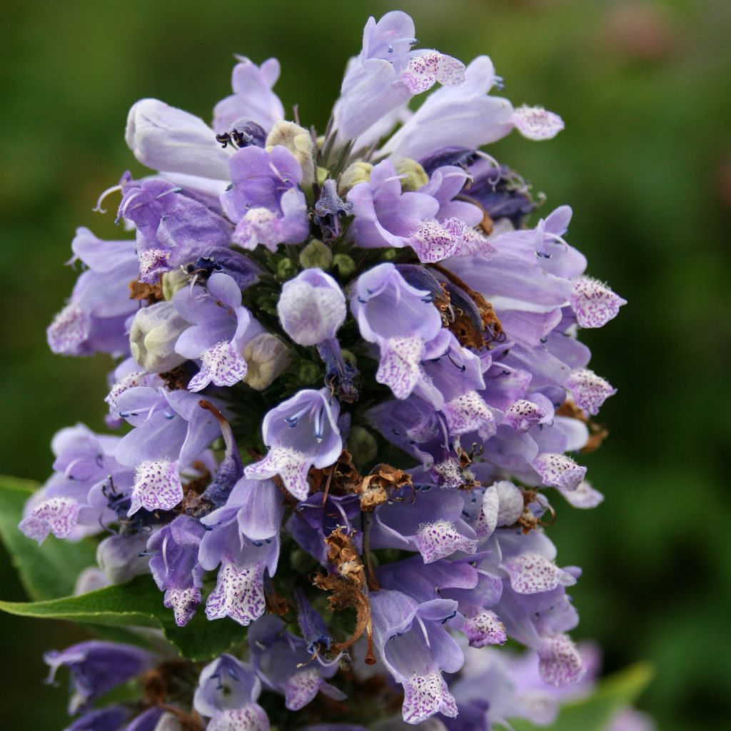 Nepeta subsessilis - Chataire subsessile 