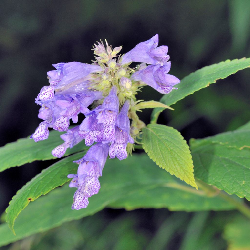 Nepeta subsessilis - Catnip