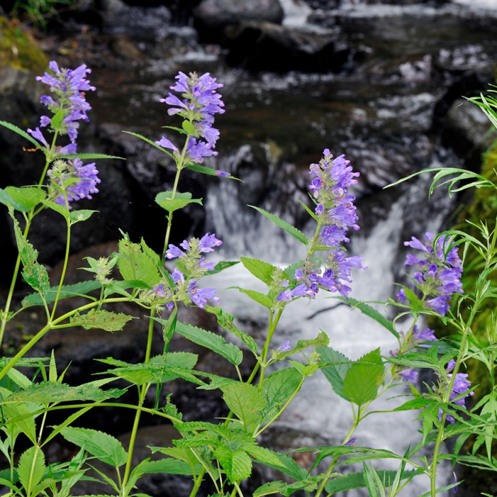 Nepeta subsessilis - Catnip