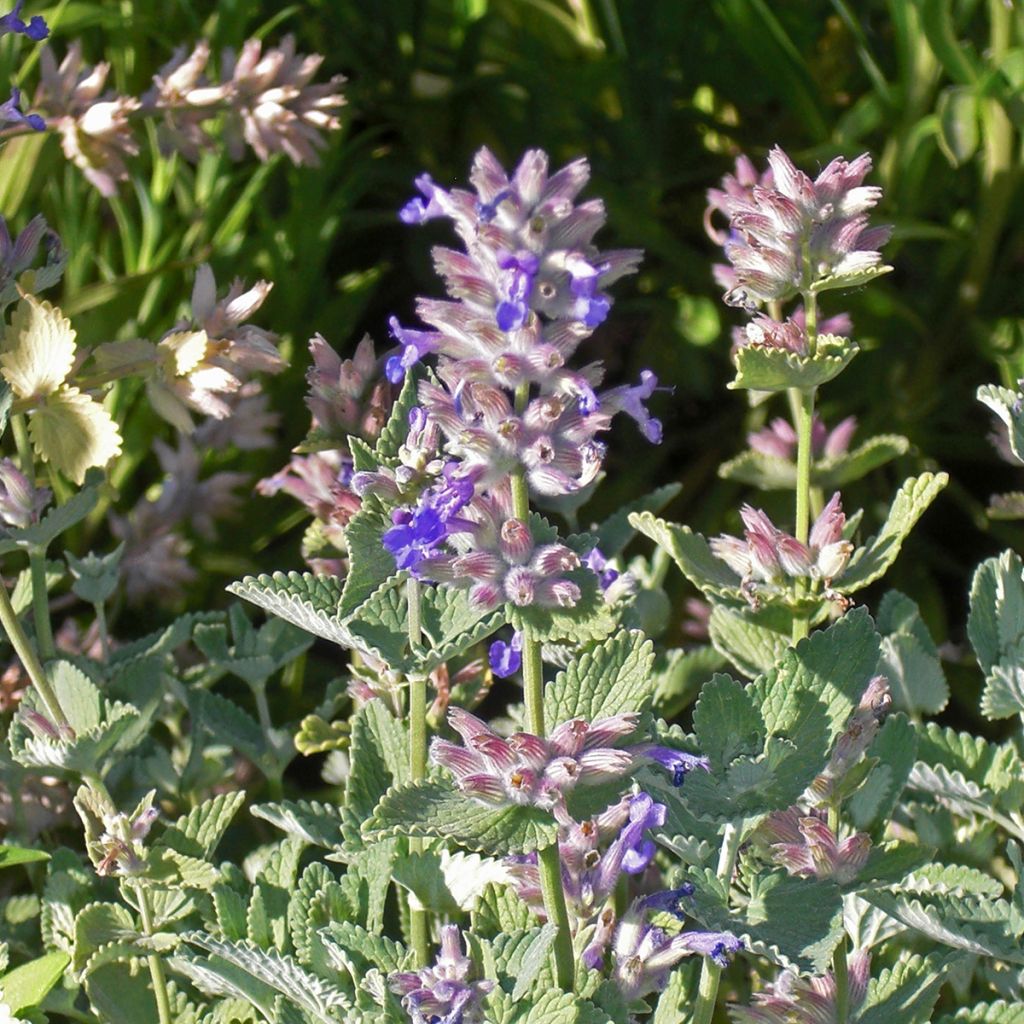 Nepeta x faassenii Dropmore - Népéta hybride