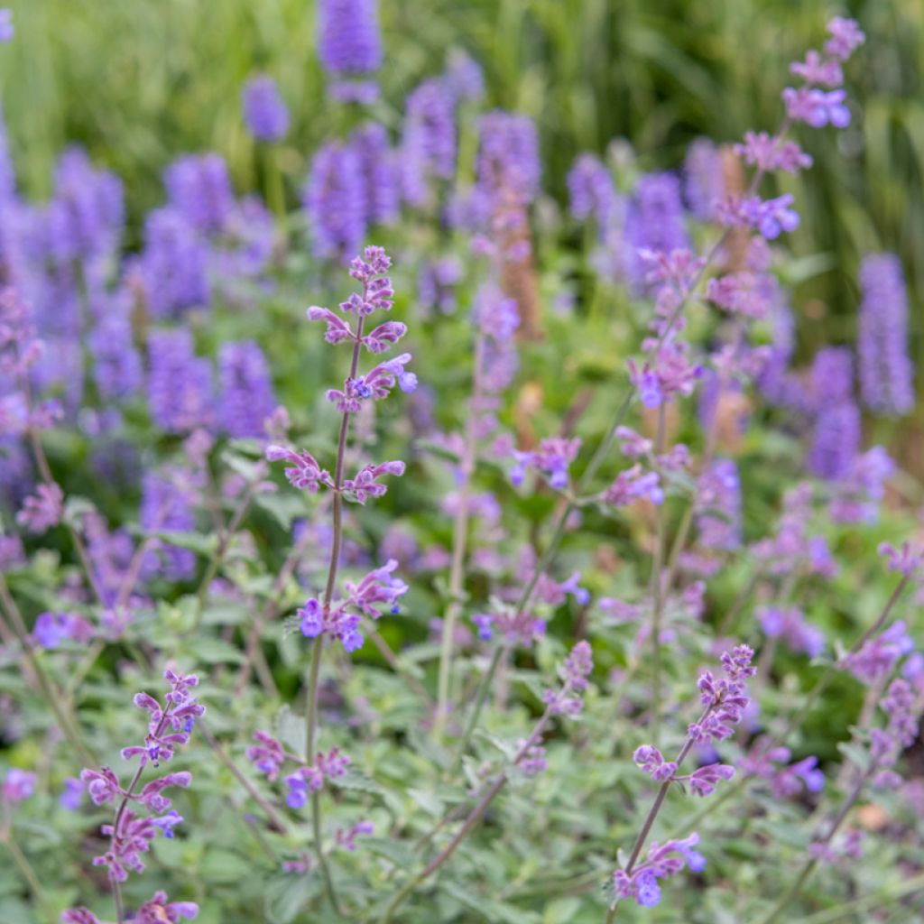 Nepeta faassenii Dropmore - Catnip