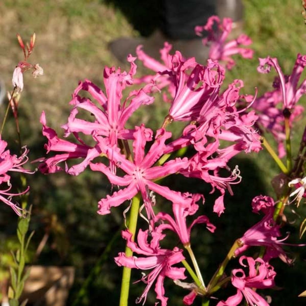 Nerine bowdenii Isobel