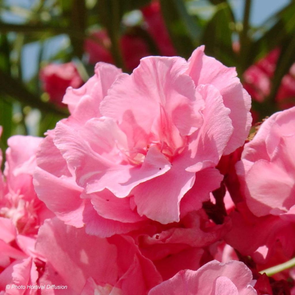 Nerium oleander Roseum Plenum