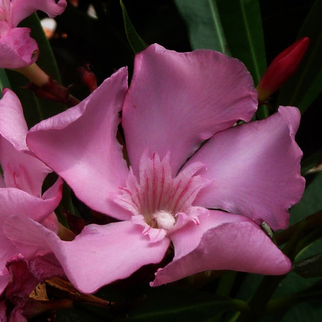 Nerium oleander - Rose Bay