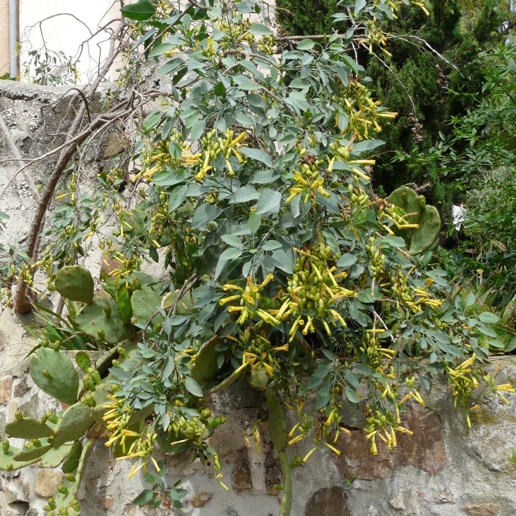 Nicotiana glauca