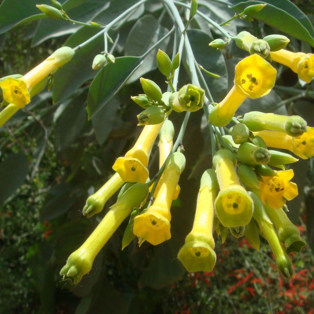 Nicotiana glauca