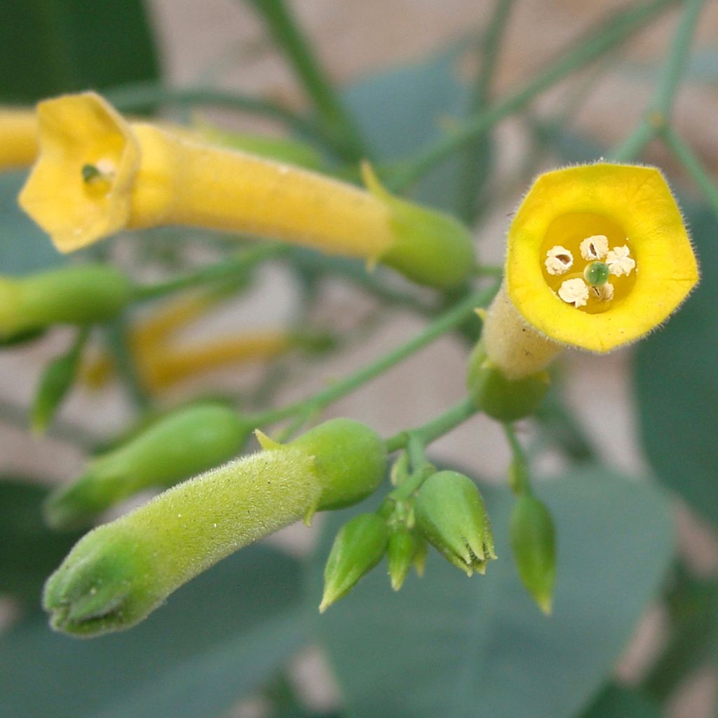 Nicotiana glauca