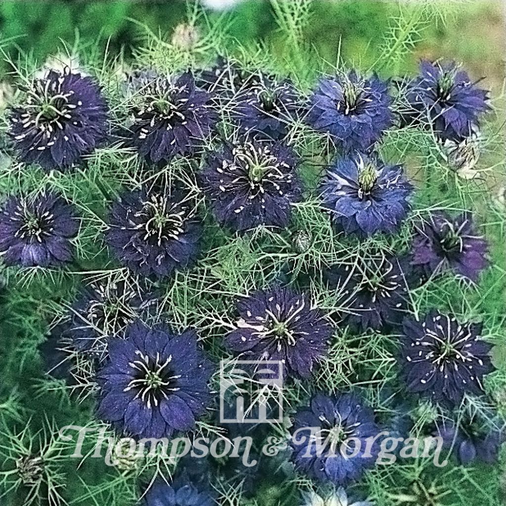 Nigella Damascena Oxford Blue