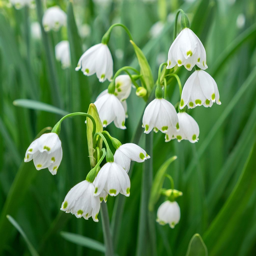 Nivéole d'éte - Leucojum aestivum Gravetye Giant