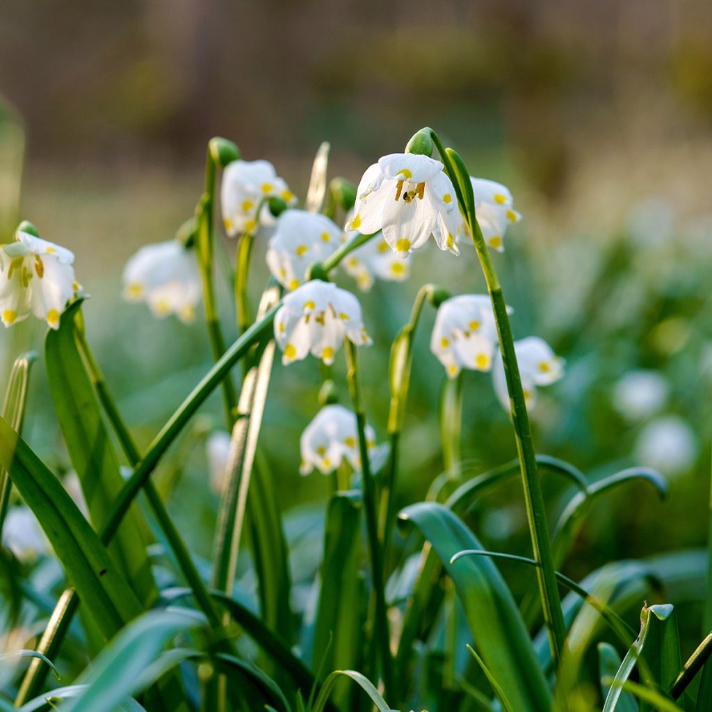 Nivéole de printemps - Leucojum vernum