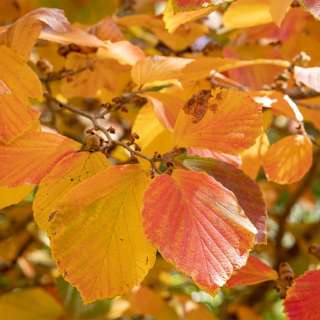 Hamamelis intermedia Aurora - Witch Hazel