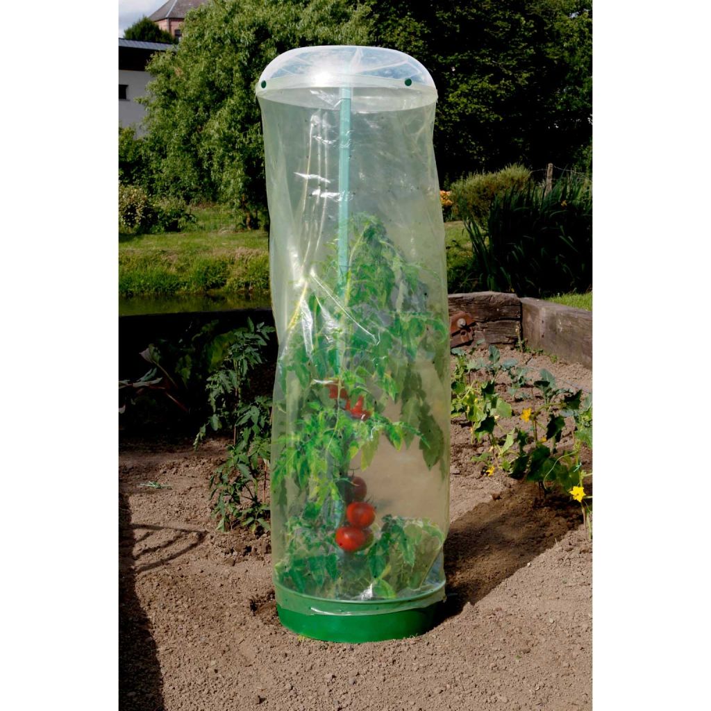 Tomato watering and protection dome by Nortene