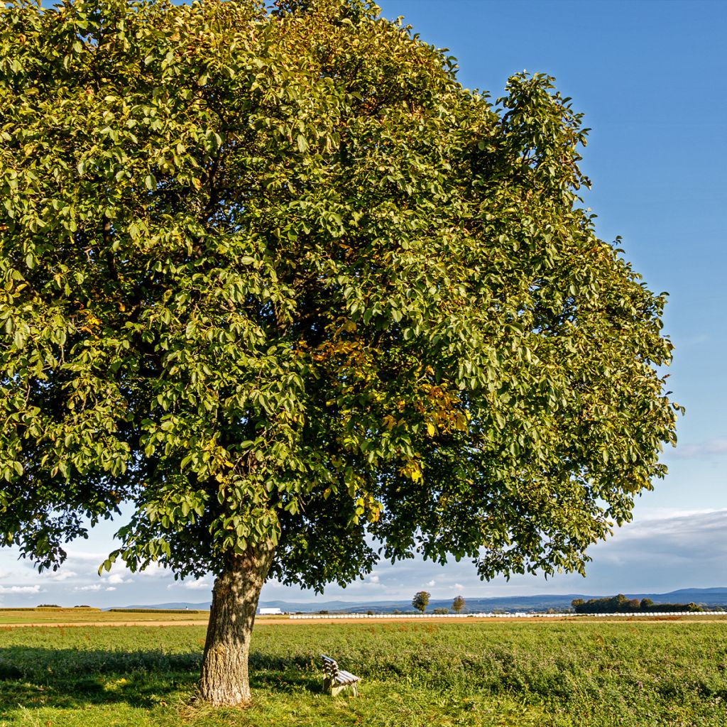 Noyer commun Esterhazy II - Juglans regia 