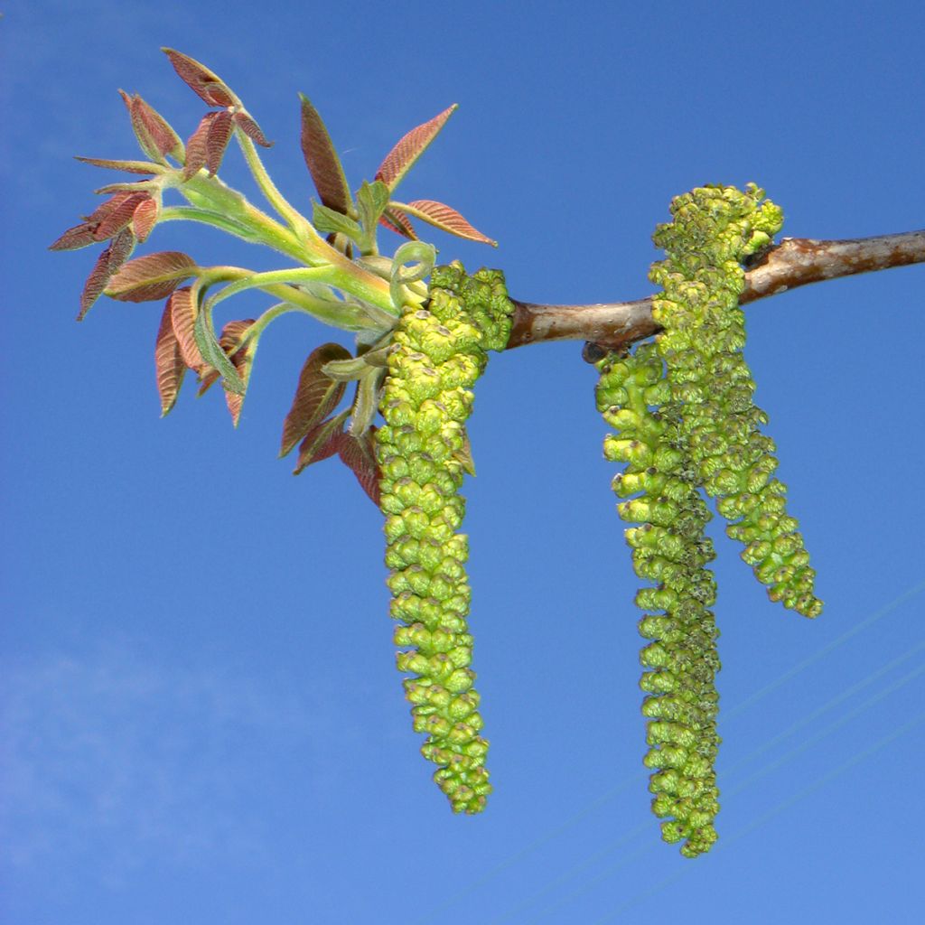 Noyer commun Mayette - Juglans regia 