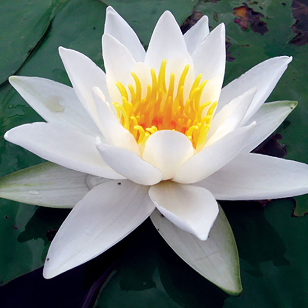 Nymphaea alba Delicata