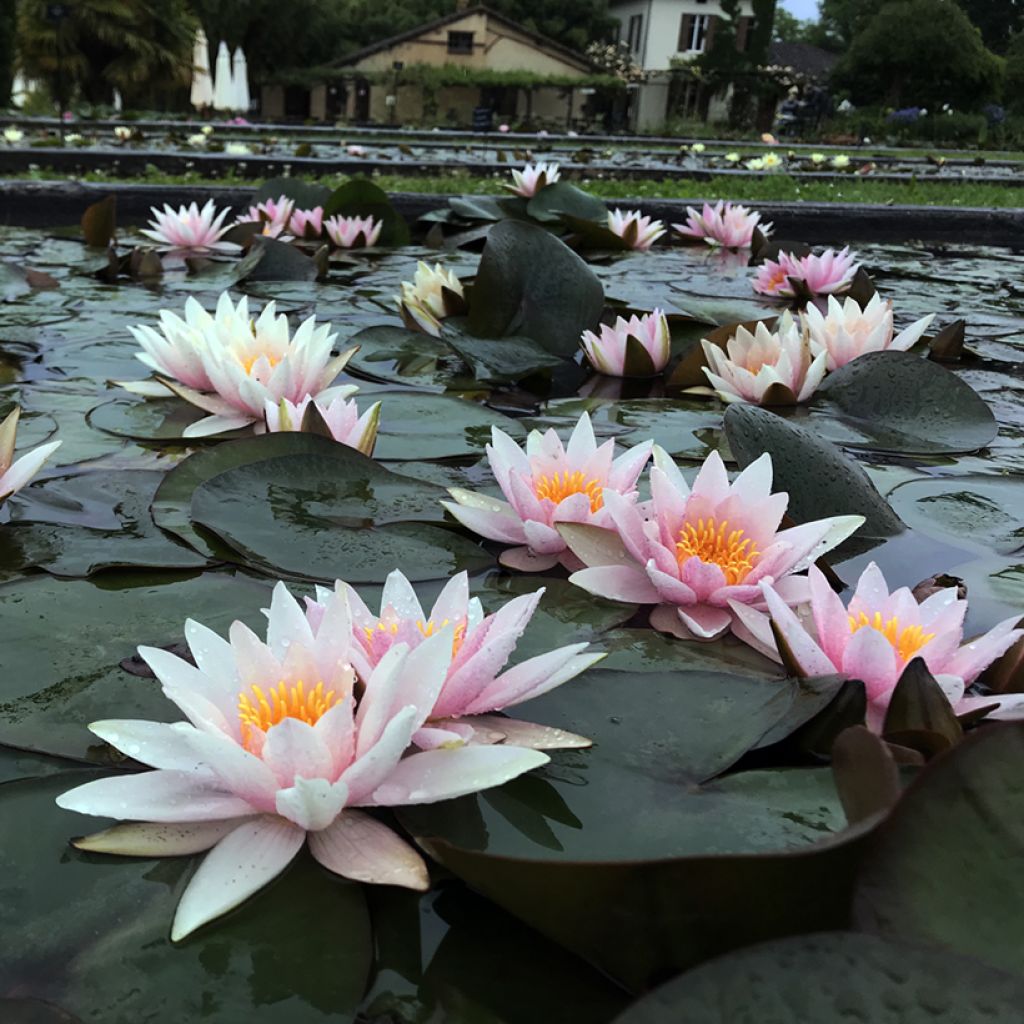 Nymphaea Amabilis (Pink Marvel)