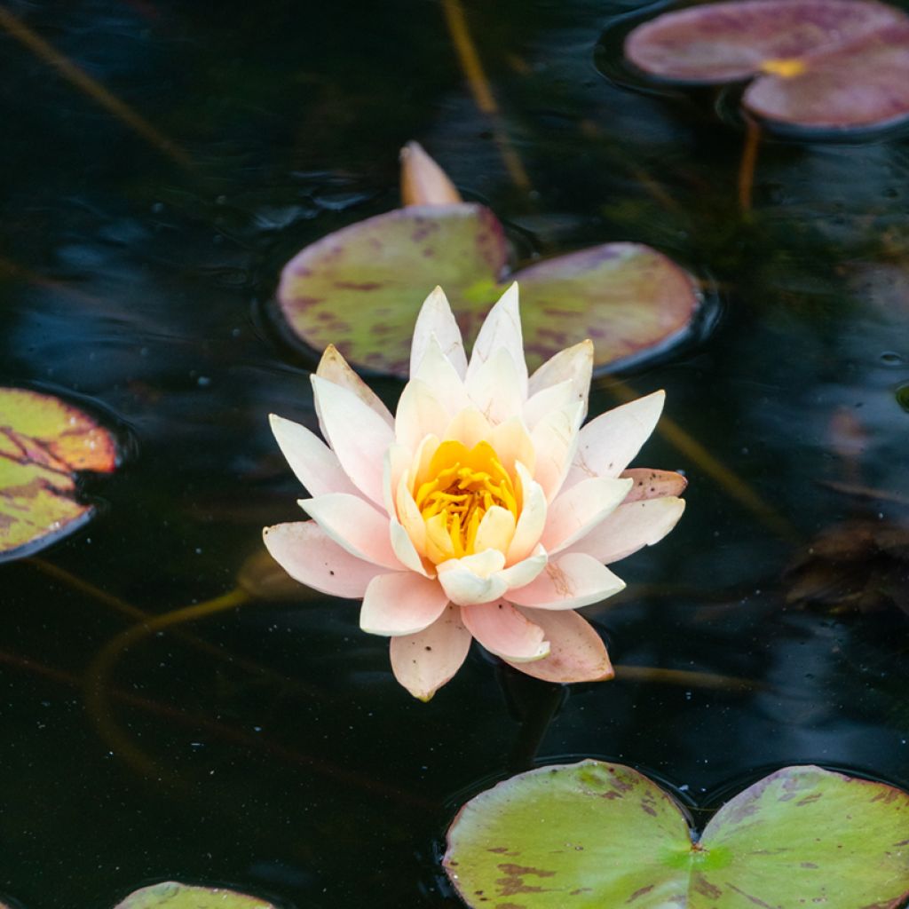 Nymphaea Amabilis (Pink Marvel)