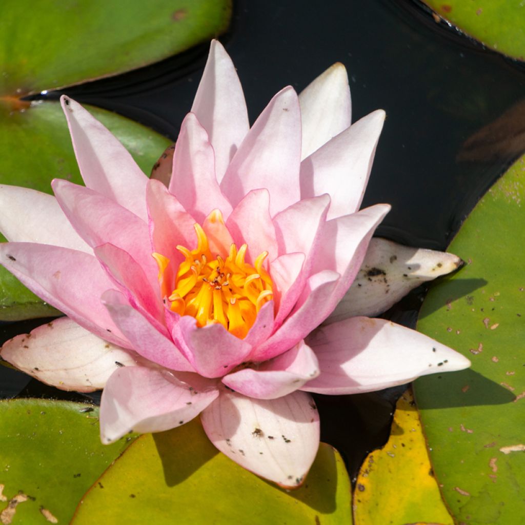 Nymphaea Amabilis (Pink Marvel)